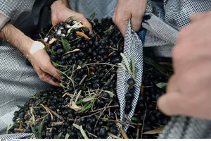 Ψηφιακό δελτίο αποστολής ελαιοκάρπου – Η νέα ημερομηνία έναρξης