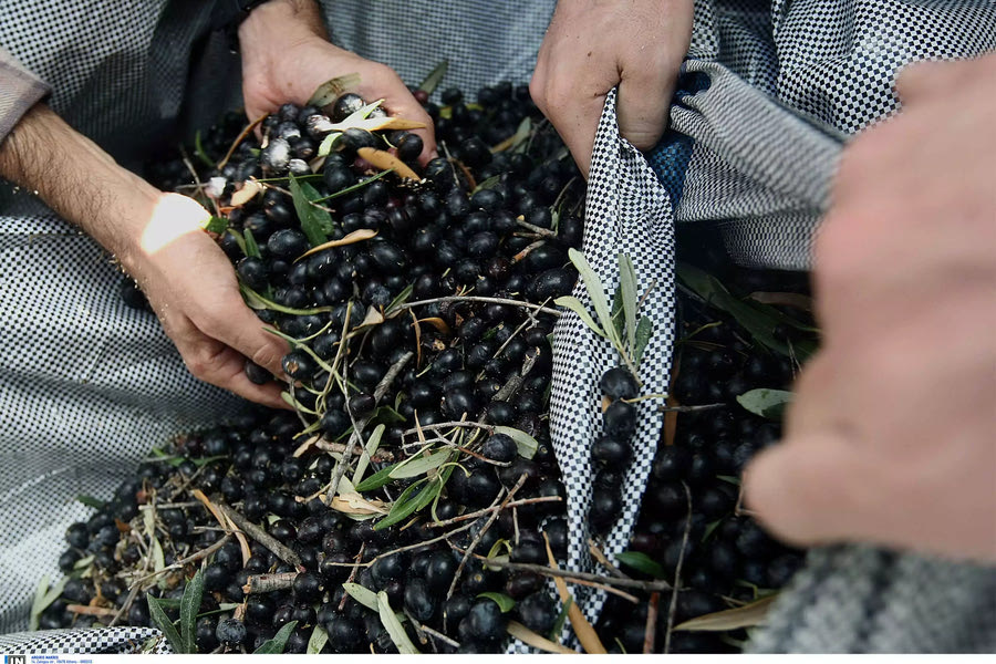 Ψηφιακό δελτίο αποστολής ελαιοκάρπου – Η νέα ημερομηνία έναρξης