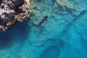 «Ελληνική τραγωδία»: Οι φώκιες Monachus monachus κρύβονται σε σπηλιές για να γλυτώσουν από τους τουρίστες