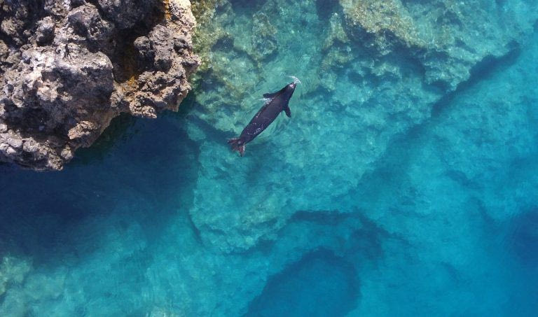 «Ελληνική τραγωδία»: Οι φώκιες Monachus monachus κρύβονται σε σπηλιές για να γλυτώσουν από τους τουρίστες