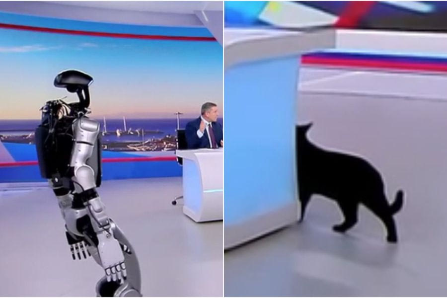 «Αναστάτωση» στο πλατό του ΣΚΑΪ με το ρομπότ Σοφία, τρόμαξε ο γάτος της εκπομπής, πήγε να κρυφτεί και εν τέλει έφυγε