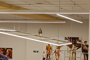 (ΦΩΤΟ+ΒΙΝΤΕΟ) Γεράκι εγκλωβίστηκε μέσα σε σούπερ μάρκετ