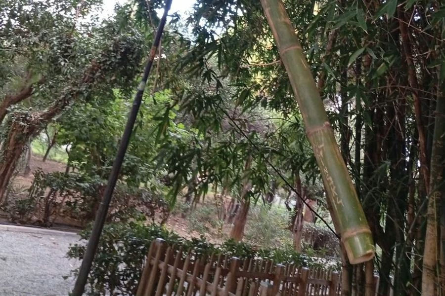 Απίστευτο: Έκοψαν δέντρα από το Δημοτικό Κήπο Ρεθύμνου