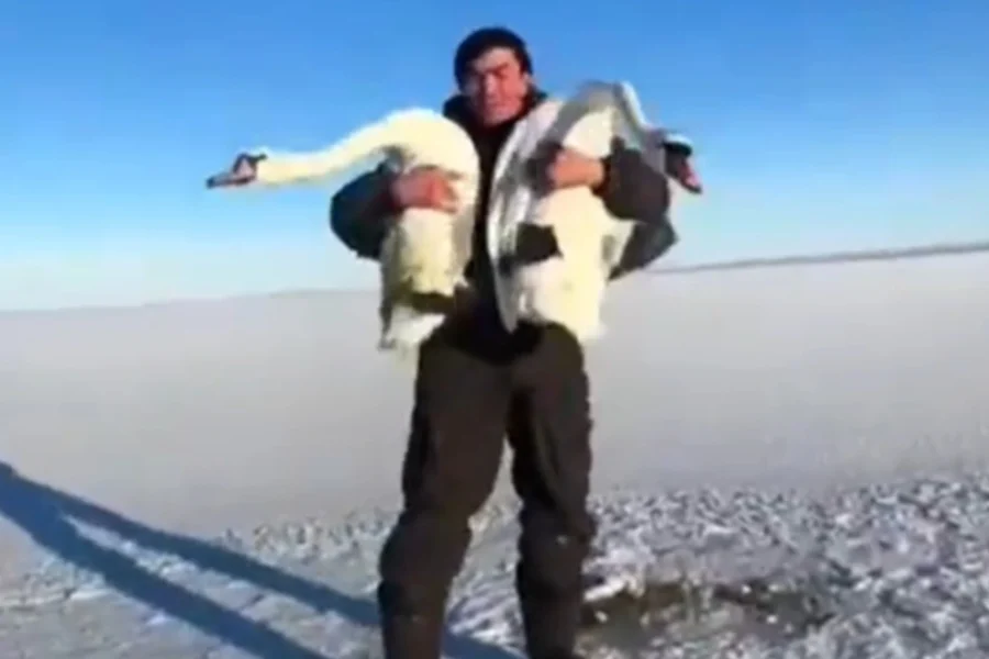 Βίντεο: Συγκινητική διάσωση κύκνων στο Καζακστάν που είχαν παγιδευτεί σε παγωμένη λίμνη
