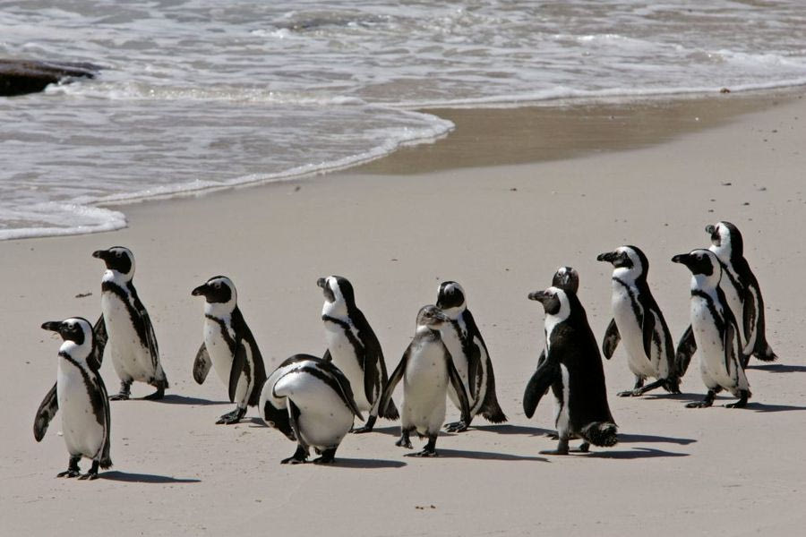 Πάνω από 60.000 πιγκουίνοι πέθαναν από πείνα στη Νότια Αφρική