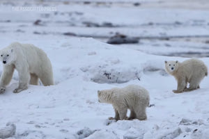 Πολική αρκούδα υιοθέτησε περιπλανώμενο μικρό – «Σπάνιο και εκπληκτικό»