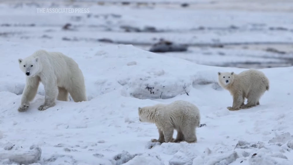 Πολική αρκούδα υιοθέτησε περιπλανώμενο μικρό – «Σπάνιο και εκπληκτικό»