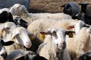 «Δεν υπάρχει μελέτη που να αναγνωρίζει την φυλή αιγοπροβάτων του Ρουμλουκίου» – Τι καταγγέλλεται για τον κτηνοτρόφο