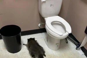 Ρακούν «διέρρηξε» κάβα, έγινε «λιάρδα» από το ποτό και χρειάστηκε διάσωση