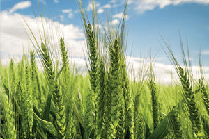 Το πρώτο σιτάρι που παράγει μόνο του λίπασμα για την καλλιέργειά του