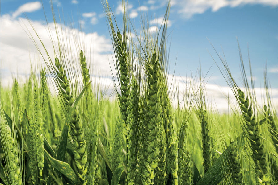 Το πρώτο σιτάρι που παράγει μόνο του λίπασμα για την καλλιέργειά του