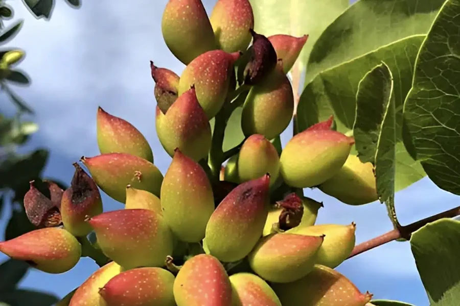 Ο ελληνικός ξηρός καρπός που αδυνατίζει, ρίχνει πίεση, σάκχαρο και χοληστερίνη