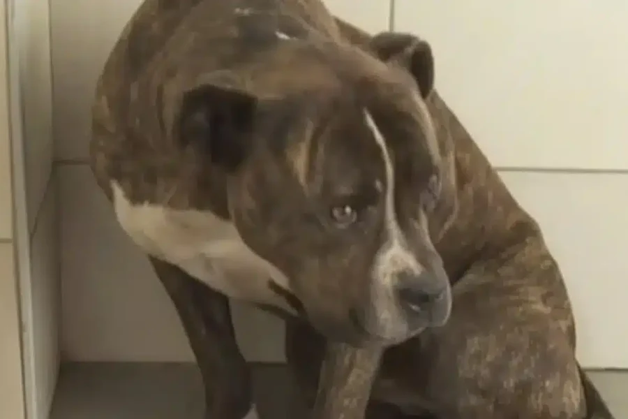 Ζάκυνθος: Πάνω από 30 άνθρωποι θέλουν να υιοθετήσουν το πίτμπουλ που σκότωσε το δίχρονο παιδί