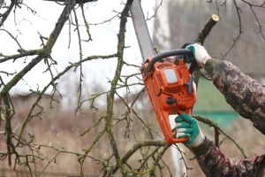 Χαλκιδική: Νεκρός 79χρονος που καταπλακώθηκε από δέντρο στην προσπάθειά του να κόψει ξύλα