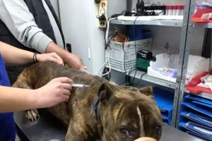 Ζάκυνθος: «Δε μπορεί να εξημερωθεί» λέει η φιλοζωική για το πίτμπουλ που κατασπάραξε τον 2χρονο