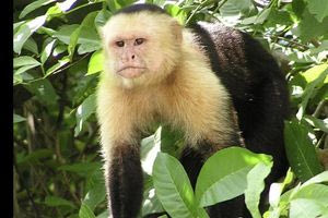 Εκτοξεύονται οι τιμές για μαϊμούδες… εργαστηρίου στην Κίνα