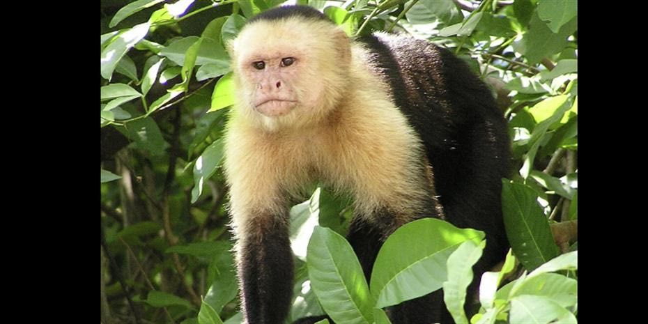 Εκτοξεύονται οι τιμές για μαϊμούδες… εργαστηρίου στην Κίνα