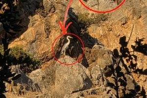 Ένας εντυπωσιακός Ερωδιός κόβει βόλτες στον ίσκιο του Ψηλορείτη