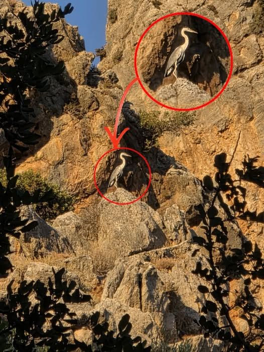 Ένας εντυπωσιακός Ερωδιός κόβει βόλτες στον ίσκιο του Ψηλορείτη