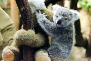 Πληθυσμιακή έκρηξη των κοάλα προκαλεί οικολογικό συναγερμό