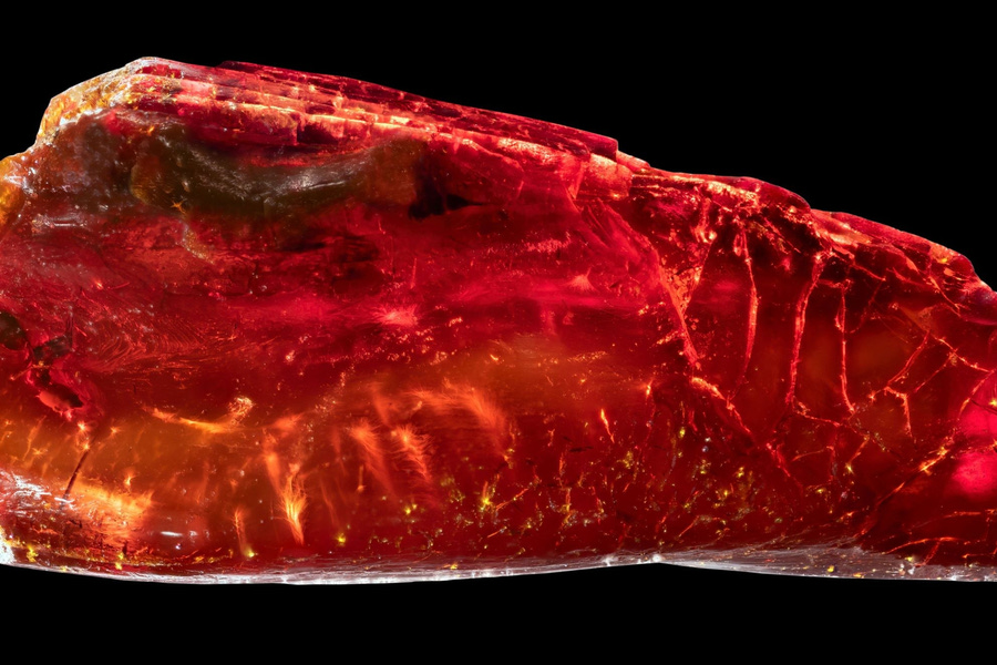 Επιστήμονες ανακάλυψαν μυρμήγκι ηλικίας 40 εκατ. ετών κρυμμένο σε κεχριμπάρι