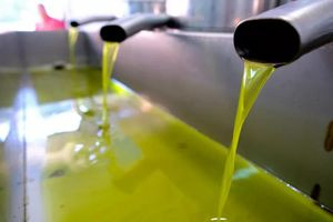 Σε άμεσο κίνδυνο η ελαιοκαλλιέργεια στην Κρήτη – Οι παράγοντες που υποβαθμίζουν την τιμή του