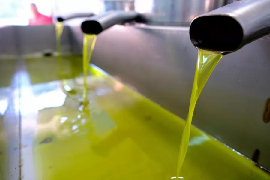 Σε άμεσο κίνδυνο η ελαιοκαλλιέργεια στην Κρήτη – Οι παράγοντες που υποβαθμίζουν την τιμή του