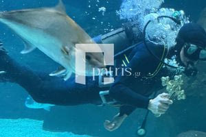 ΦΩΤΟ & ΒΙΝΤΕΟ Εντυπωσιακά και φέτος τα Θεοφάνια στο Ενυδρείο Κρήτης