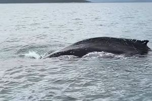 Σπάνια εμφάνιση φάλαινας στις ελληνικές θάλασσες – Εντυπωσιακό βίντεο