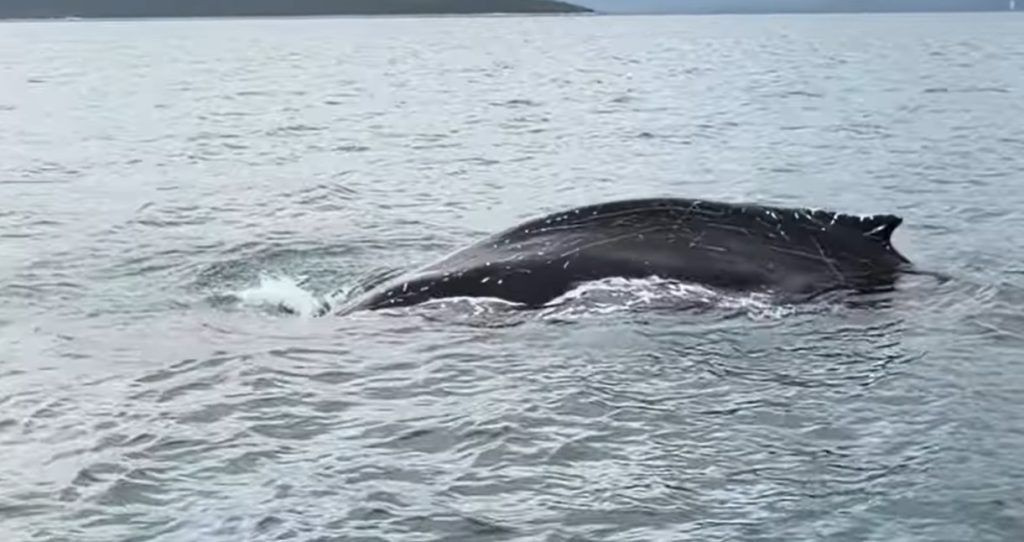 Σπάνια εμφάνιση φάλαινας στις ελληνικές θάλασσες – Εντυπωσιακό βίντεο