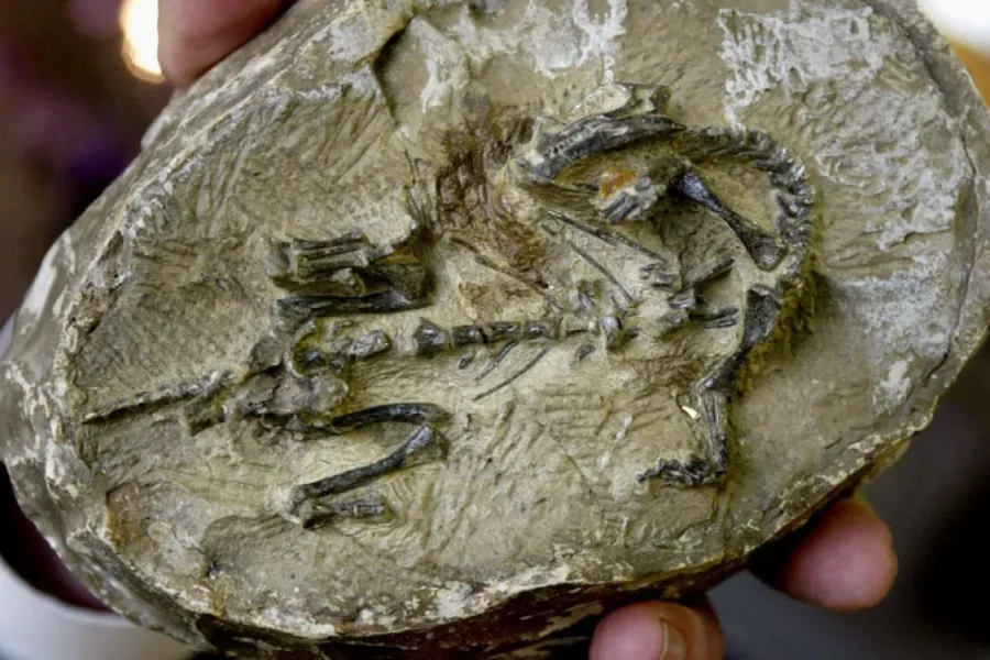 Απολιθωμένος «θησαυρός» στην Κίνα: Βρέθηκαν άγνωστα ζώα που επέζησαν μαζικής εξαφάνισης
