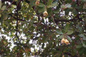 Μοιάζει με δάσος αλλά είναι δέντρο: Με επιφάνεια 8.500 τ.μ. και 20 μ. ύψος δίνει 80.000 καρπούς σε κάθε σοδειά