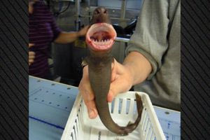 Πώς ένας μικρούλης καρχαρίας προκάλεσε σύγχυση στους επιστήμονες: Άφηνε κυκλικά τραύματα σε φάλαινες και ψάρια