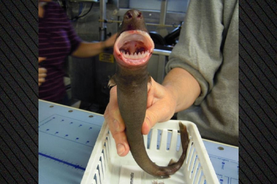 Πώς ένας μικρούλης καρχαρίας προκάλεσε σύγχυση στους επιστήμονες: Άφηνε κυκλικά τραύματα σε φάλαινες και ψάρια