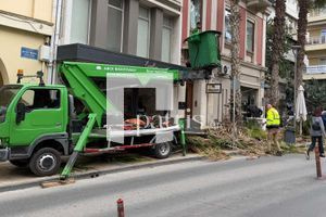 Καθάριζαν τους φοίνικες και πετούσαν τα κλαδιά στο δρόμο