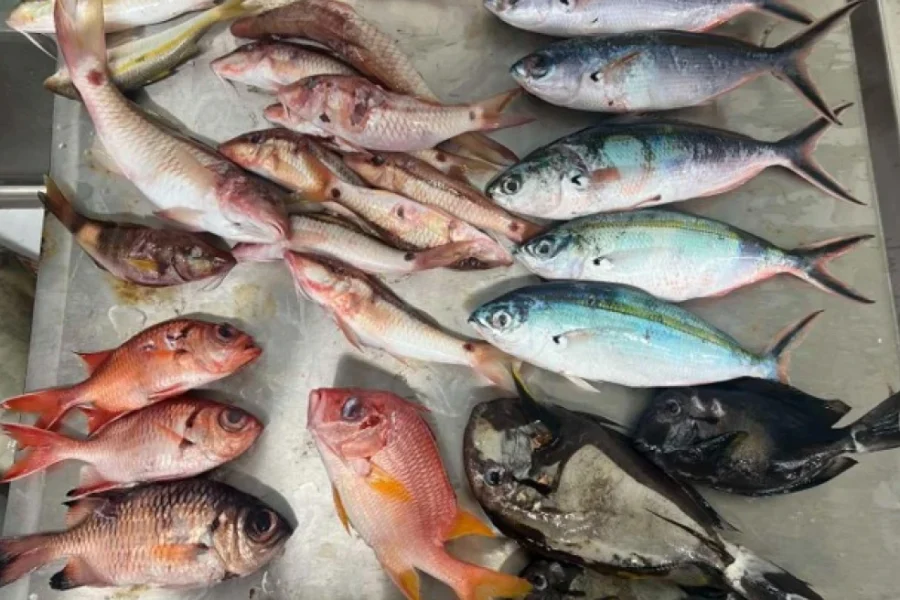 Μικροπλαστικά στο ένα τρίτο των ψαριών που ερευνήθηκαν στον Ειρηνικό