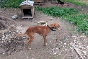 (ΦΩΤΟ) Πέντε σκυλιά ζούσαν σε άθλιες συνθήκες – Συνελήφθη 60χρονος