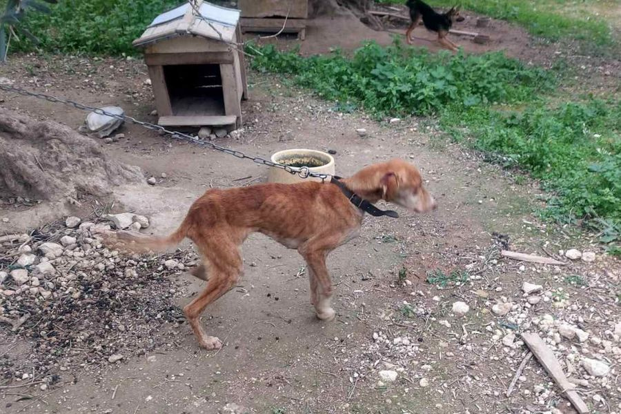 (ΦΩΤΟ) Πέντε σκυλιά ζούσαν σε άθλιες συνθήκες – Συνελήφθη 60χρονος