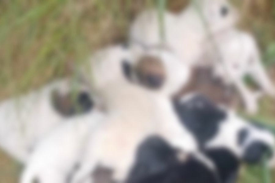 Κτηνωδία στο Ρέθυμνο: 17 κουτάβια βρέθηκαν νεκρά κάτω από γέφυρα