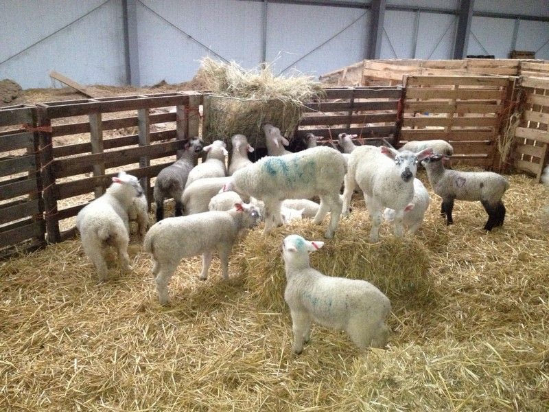 40χρονος είδε σφαγμένα τα πρόβατά του την παραμονή της Πρωτοχρονιάς