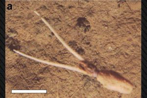 Επιστήμονες εντόπισαν άγνωστο είδος καλαμαριού σε βάθος 4.000 μέτρων στον Ειρηνικό