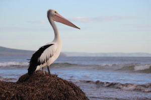 Βρήκαν τι προκάλεσε τον αφανισμό 2300 αργυροεπελεκάνων από τη γρίπη των πτηνών το 2022 στις Πρέσπες