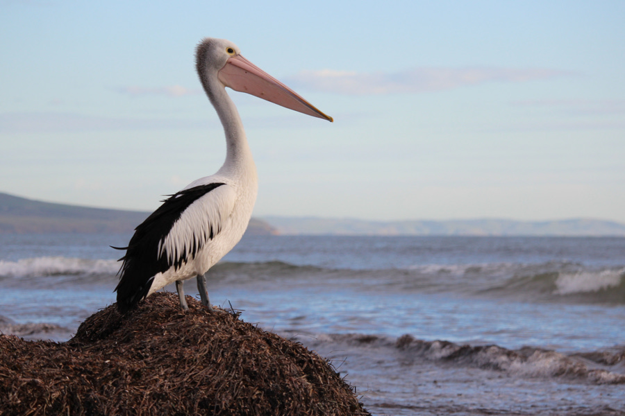 Βρήκαν τι προκάλεσε τον αφανισμό 2300 αργυροεπελεκάνων από τη γρίπη των πτηνών το 2022 στις Πρέσπες