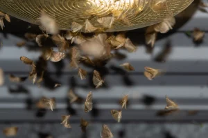 Δραματική προειδοποίηση για την ανθρωπότητα, καθώς τα έντομα «σιωπούν» μυστηριωδώς