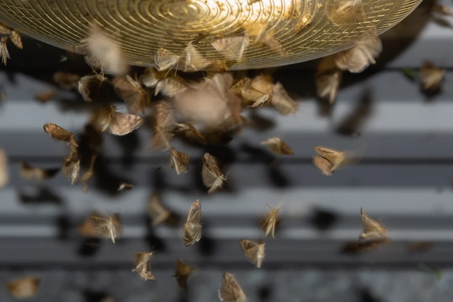 Δραματική προειδοποίηση για την ανθρωπότητα, καθώς τα έντομα «σιωπούν» μυστηριωδώς