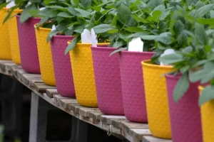 Η ΕΕ τροποποιεί τη νομοθεσία: Τα φυτά σε πλαστικές γλάστρες θα απαγορευτούν στο μέλλον