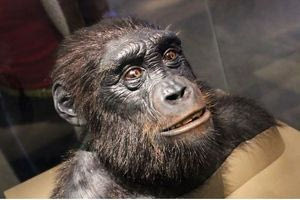 Είναι αυτός ο πρόγονος Νο1 των ανθρώπων;