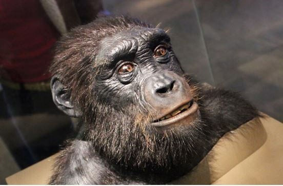 Είναι αυτός ο πρόγονος Νο1 των ανθρώπων;