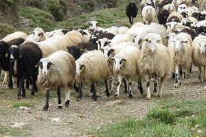 Ήρθε η πολυπόθητη λύση για την κατανομή των βοσκοτόπων – Ο αλγόριθμος θα δώσει τα υπόλοιπα της επιδότησης στην Κρήτη