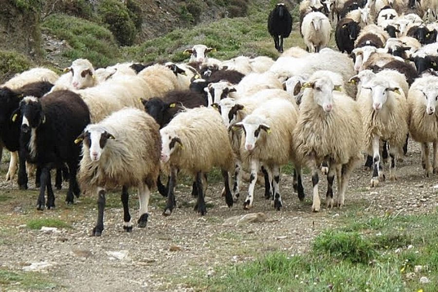 Ήρθε η πολυπόθητη λύση για την κατανομή των βοσκοτόπων – Ο αλγόριθμος θα δώσει τα υπόλοιπα της επιδότησης στην Κρήτη